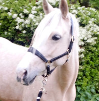 Vente de poney